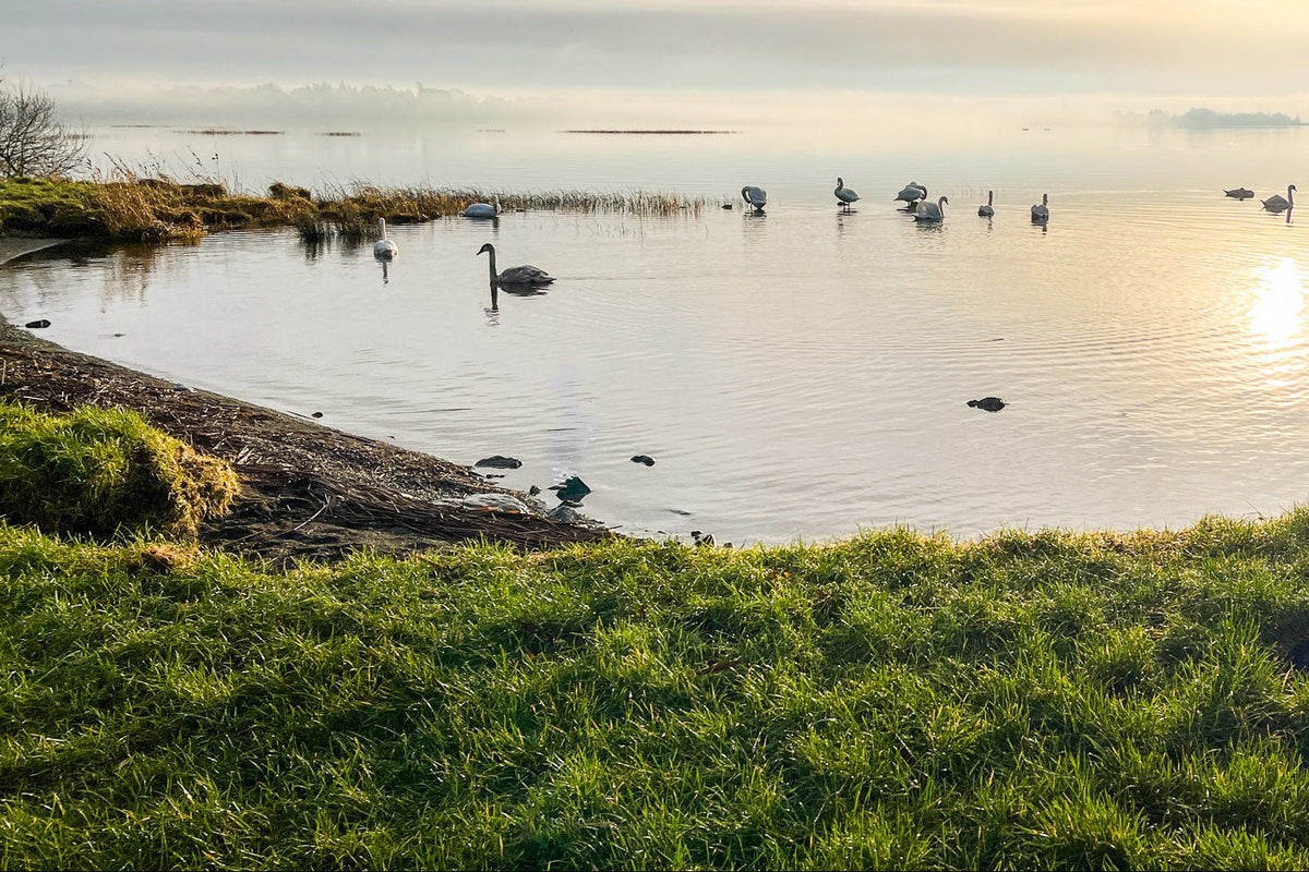 Golden hour Lough Ennel lakeside scene  with several swans swimming in calm water, a grassy bank in the foreground, and soft mist in the distance.